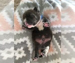 Small Photo #1 American Bully-American Pit Bull Terrier Mix Puppy For Sale in ROCK HILL, SC, USA