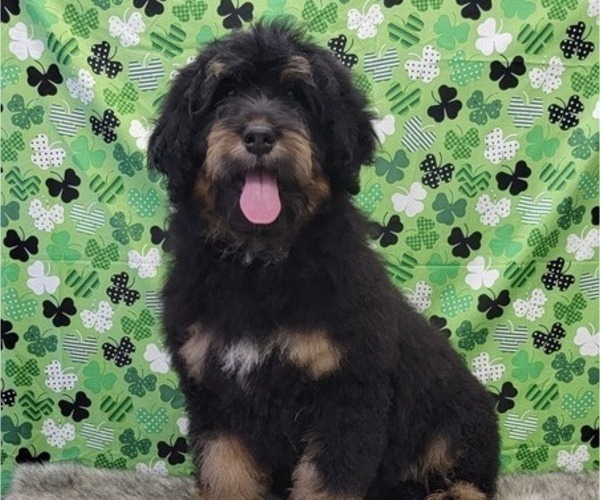 Medium Photo #1 Bernedoodle Puppy For Sale in BLAKESBURG, IA, USA