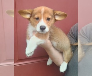 Pembroke Welsh Corgi Puppy for sale in COTTAGEVILLE, SC, USA