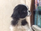Small Photo #3 Japanese Chin Puppy For Sale in DAVISVILLE, MO, USA