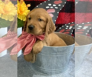 Golden Retriever Puppy for sale in PICKFORD, MI, USA