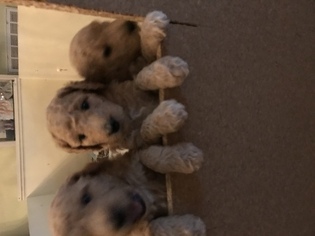 Poodle (Standard) Puppy for sale in ELK GROVE, CA, USA