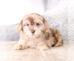 Small Photo #4 Poovanese Puppy For Sale in MOUNT VERNON, OH, USA