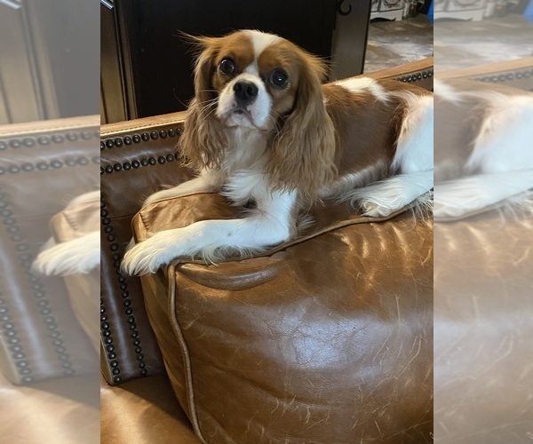 Medium Photo #1 Cavalier King Charles Spaniel Puppy For Sale in GRAND SALINE, TX, USA