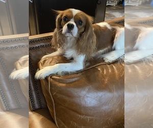 Father of the Cavalier King Charles Spaniel puppies born on 06/27/2025
