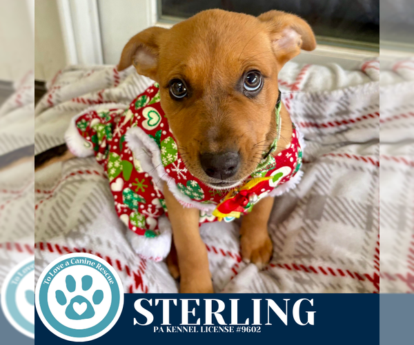 Medium Photo #3 Carolina Dog-Unknown Mix Puppy For Sale in Kimberton, PA, USA