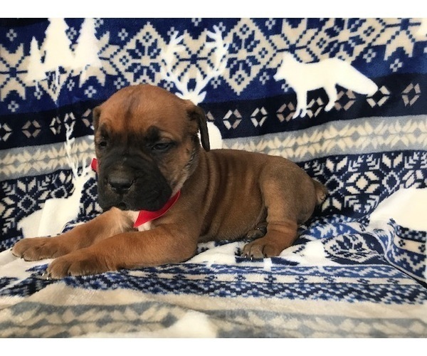 Medium Photo #12 Boerboel Puppy For Sale in CHRISTIANA, PA, USA