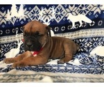 Small Photo #12 Boerboel Puppy For Sale in CHRISTIANA, PA, USA
