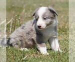 Small Border Collie