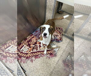 Mutt Dogs for adoption in Martinsburg, WV, USA