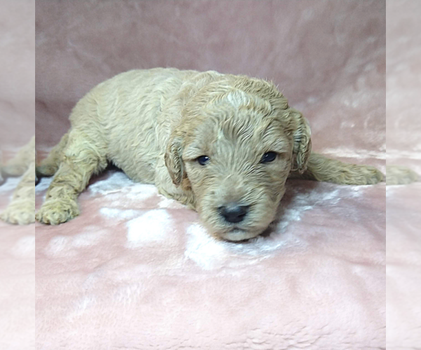 Medium Photo #10 Goldendoodle Puppy For Sale in PAULINE, SC, USA