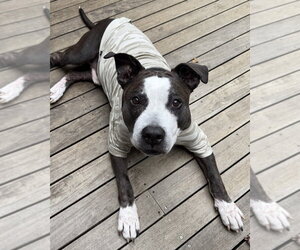 King (from NYC) - Male American Pit Bull Terrier-Staffordshire Bull Terrier Mix Dog for Adoption - Photo #34
