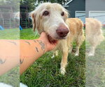 Small #3 Golden Retriever Mix