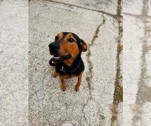 Ziggy - Male Doberman Pinscher-Unknown Mix Dog for Adoption - Photo #2