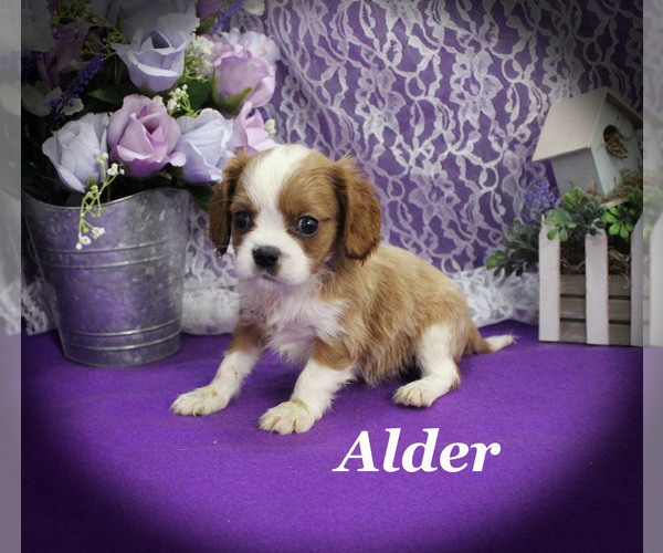 Medium Photo #13 Cavalier King Charles Spaniel Puppy For Sale in CHANUTE, KS, USA