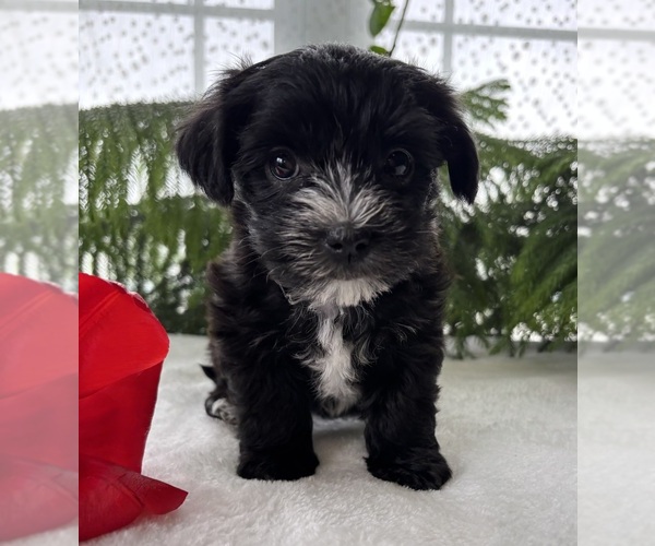Medium Photo #4 Morkie Puppy For Sale in ROCK STREAM, NY, USA
