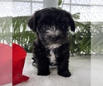 Small #3 Morkie