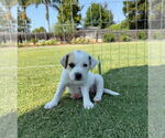 Small #1 Labrador Retriever Mix