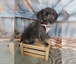 Small Photo #5 Poogle Puppy For Sale in BLAKESBURG, IA, USA