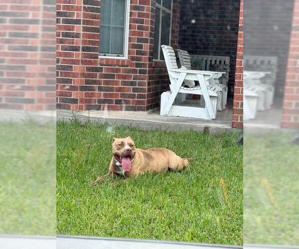 Medium Photo #1 Staffordshire Bull Terrier Puppy For Sale in Houston, TX, USA