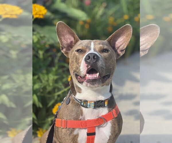 Medium Photo #4 American Pit Bull Terrier Puppy For Sale in Alexandria, VA, USA