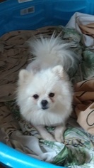 Father of the Pomeranian puppies born on 08/17/2017
