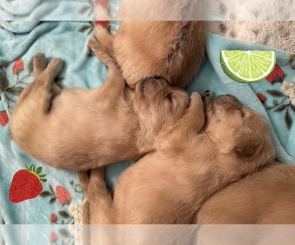 Medium Photo #58 Golden Retriever Puppy For Sale in EXTON, PA, USA