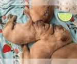Small Photo #58 Golden Retriever Puppy For Sale in EXTON, PA, USA