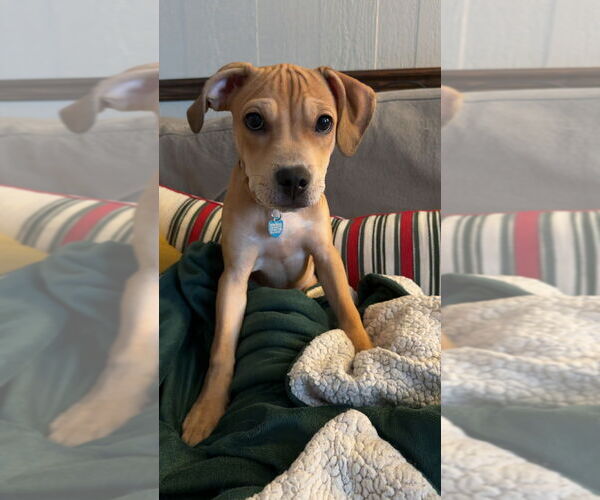 Medium Photo #6 Boxer-Unknown Mix Puppy For Sale in Springdale, PA, USA