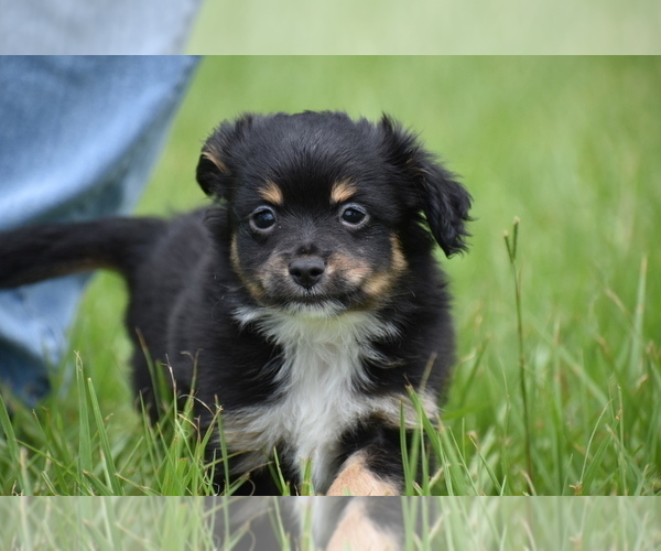 Medium Photo #6 Miniature Australian Shepherd Puppy For Sale in PALM COAST, FL, USA