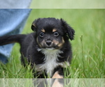 Small #5 Miniature Australian Shepherd