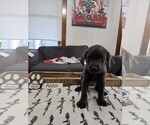 Puppy Alder Labrador Retriever