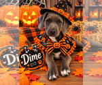 Dime - Female Unknown-Weimaraner Mix Dog for Adoption - Small photo