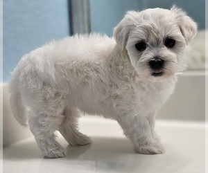 Medium Maltese