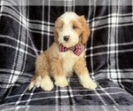 Small #6 Cavapoo (Miniature)