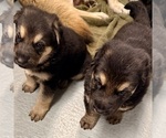 Small #7 German Shepherd Dog