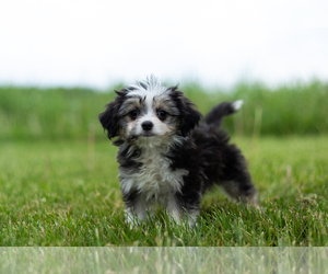 Maltese-Miniature Australian Shepherd Mix Puppy for sale in WARSAW, IN, USA