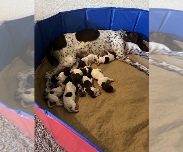 Medium Photo #1 German Shorthaired Pointer Puppy For Sale in VALLEY SPRINGS, CA, USA