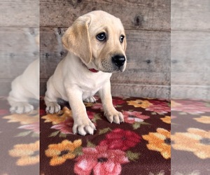 Labrador Retriever Puppy for sale in VERMONTVILLE, MI, USA