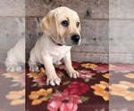 Image preview for Ad Listing. Nickname: Litter of 3