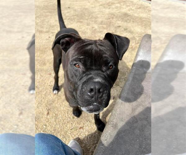 Medium Photo #2 Mutt Puppy For Sale in Elk Grove, CA, USA