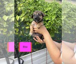 Spaniel-Welsh Corgi Mix Dogs for adoption in Brewster, NY, USA
