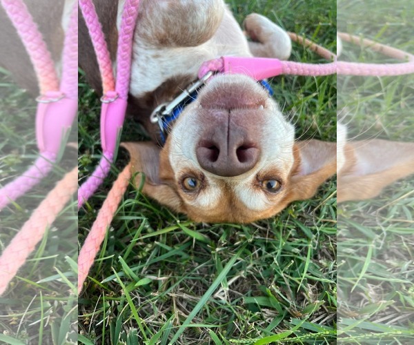 Medium Photo #5 Beagle Puppy For Sale in Rustburg, VA, USA