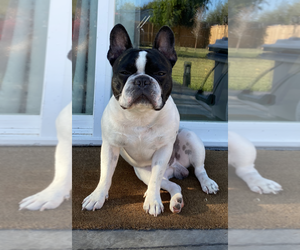 Father of the French Bulldog puppies born on 04/25/2025