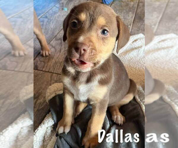 Medium Photo #3 Mutt Puppy For Sale in Springdale, PA, USA