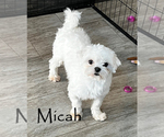 Small Photo #1 Maltese Puppy For Sale in ROCK VALLEY, IA, USA