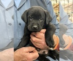 Puppy Light blue Labrador Retriever