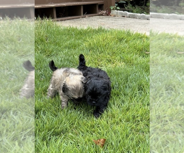 Medium Photo #5 Shih Tzu Puppy For Sale in CUMMING, GA, USA