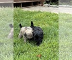 Small #4 Shih Tzu