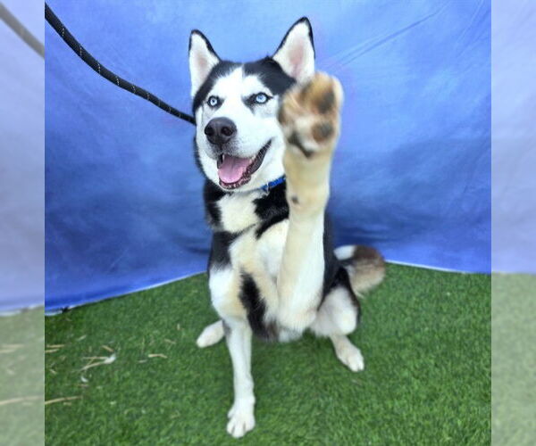 Medium Photo #2 Siberian Husky Puppy For Sale in Long Beach, CA, USA
